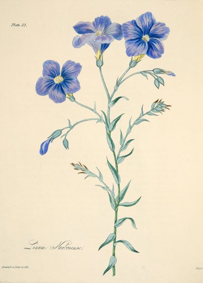 Lino di Narbonne, da Illustrazioni floreali delle stagioni, pub. 1829 da Margaret Roscoe