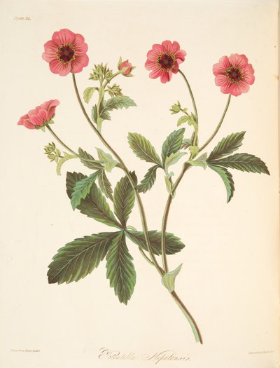 Potentilla del Nepal, da Illustrazioni floreali delle stagioni, pub. 1829 da Margaret Roscoe