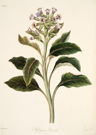 Giusquiamo orientale, da Illustrazioni floreali delle stagioni, pub. 1829 da Margaret Roscoe