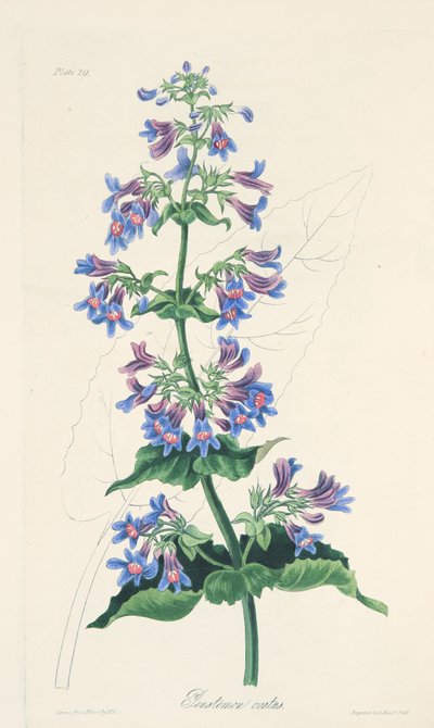 Penstemon a foglie ovate, da Illustrazioni floreali delle stagioni, pub. 1829 da Margaret Roscoe