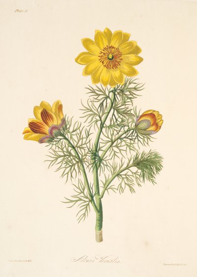 Adonide perenne, da Illustrazioni floreali delle stagioni, pub. 1829 da Margaret Roscoe