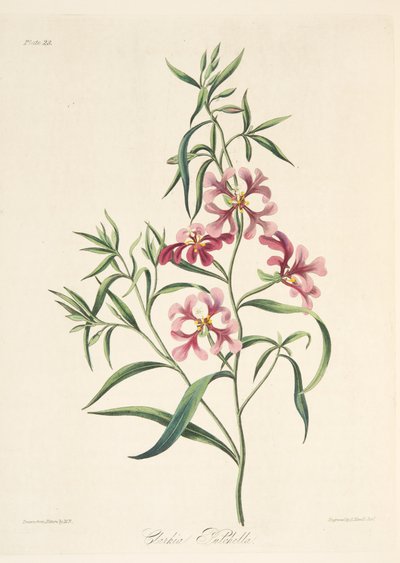 Clarkia graziosa, da Illustrazioni floreali delle stagioni, pub. 1829 da Margaret Roscoe