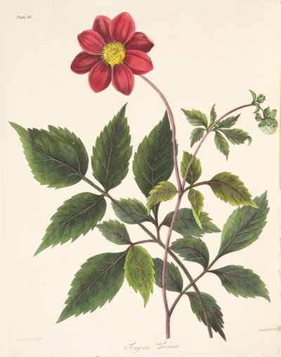 Dalia rossa, da Illustrazioni floreali delle stagioni da Margaret Roscoe