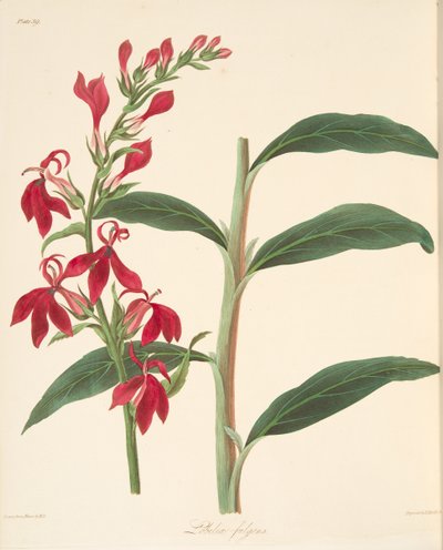 Lobelia splendente, da Illustrazioni floreali delle stagioni da Margaret Roscoe