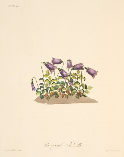 Campanula rossastra, da Illustrazioni floreali delle stagioni, pub. 1829 da Margaret Roscoe