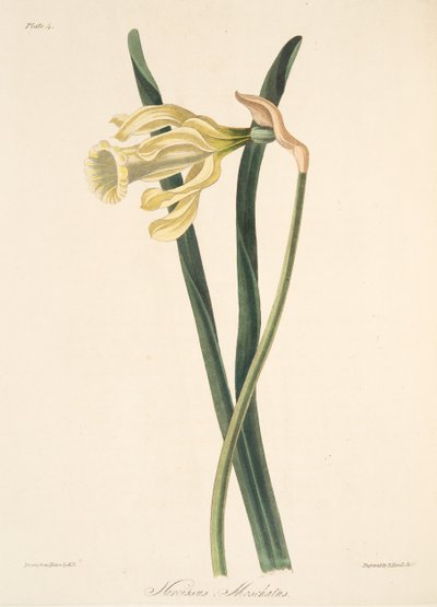 Narciso spagnolo, da Illustrazioni floreali delle stagioni, pub. 1829 da Margaret Roscoe