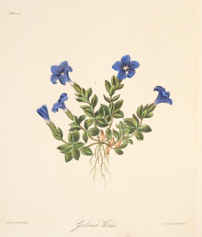 Genziana primaverile, da Illustrazioni floreali delle stagioni, pub. 1829 da Margaret Roscoe