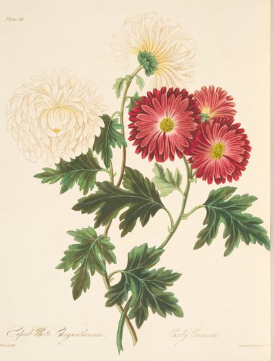 Superbo crisantemo bianco e rosso precoce, da Illustrazioni floreali delle stagioni, pub. 1829 da Margaret Roscoe
