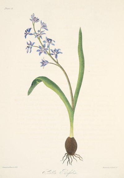 Scilla a due foglie, da Illustrazioni floreali delle stagioni, pub. 1829 da Margaret Roscoe