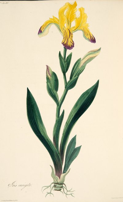 Iris variegato, da Illustrazioni floreali delle stagioni, pub. 1829 da Margaret Roscoe