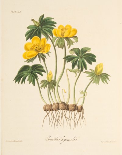Aconito invernale, da Illustrazioni floreali delle stagioni, pub. 1829 da Margaret Roscoe