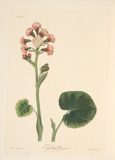 Eliotropio invernale, da Illustrazioni floreali delle stagioni, pub. 1829 da Margaret Roscoe
