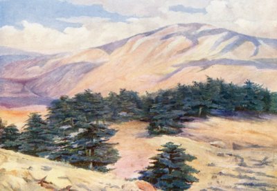 Vista generale dei cedri e Dehr el Kodib da Margaret Thomas