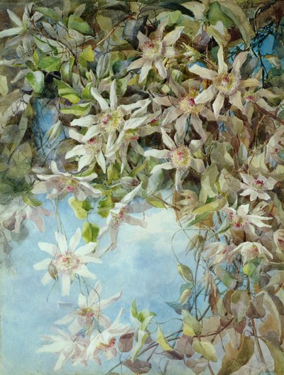 Studio del fiore della passione da Margaret Waterfield