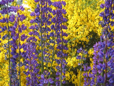 Lupini nella Terra del Fuoco da Margareta Uliarte