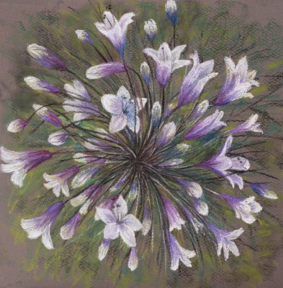 Famiglia di Allium da Margo Starkey