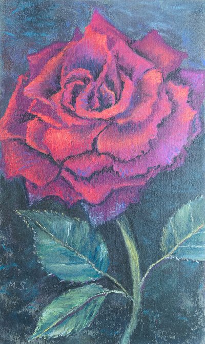 Bellezza della rosa da Margo Starkey