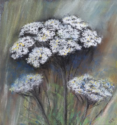 Prezzemolo selvatico (Anthriscus Sylvestris) da Margo Starkey