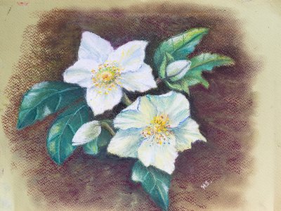 Elleboro da Margo Starkey