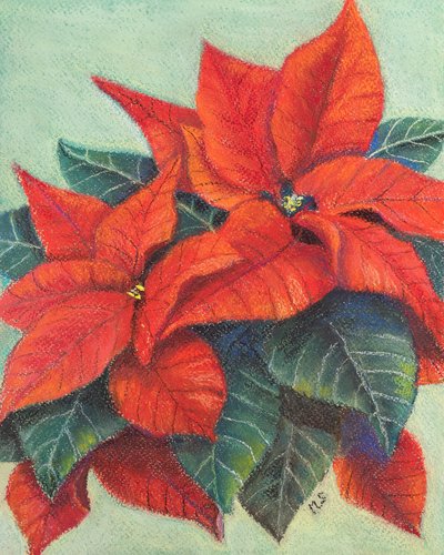 Stelle di Natale da Margo Starkey