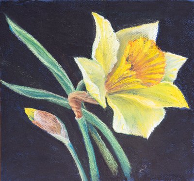 La bellezza di un narciso da Margo Starkey