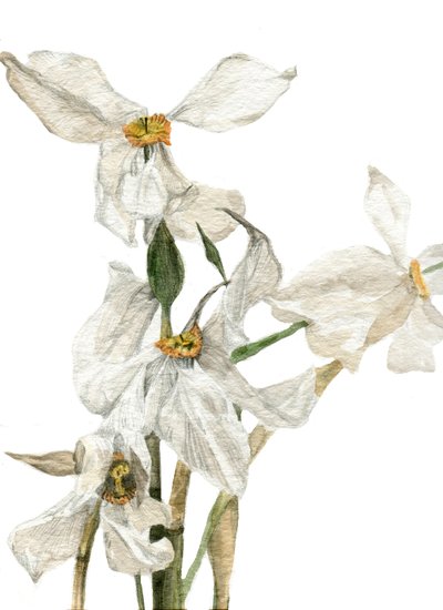 Narcisi, 2018 da Maria Basea
