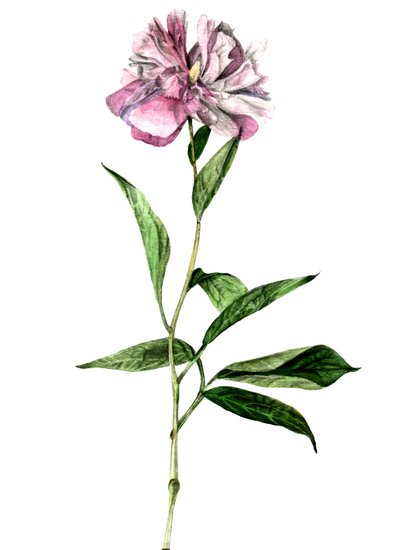 Peonia, 2018 da Maria Basea