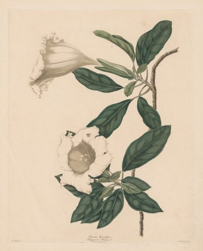 Vite del calice da Maria Catharina Prestel
