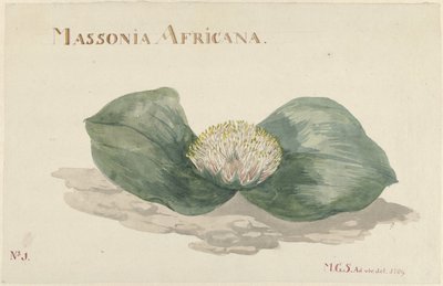 Fiore Massonia Africana da Maria Geertruida Barbiers Snabilié