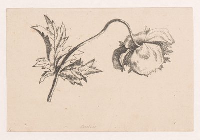 Papavero da Maria Geertruida de Goeje Barbiers (attributed to)