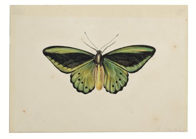 Farfalla, Birdwing Verde Comune (Ornithoptera priamus) da Maria Margaretha van Os