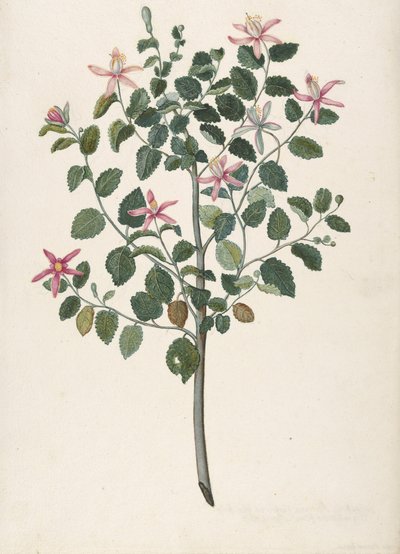 Studio di una pianta con fiori rosso-viola Sebastiana africana purpurea, 1695 da Maria Monninckx