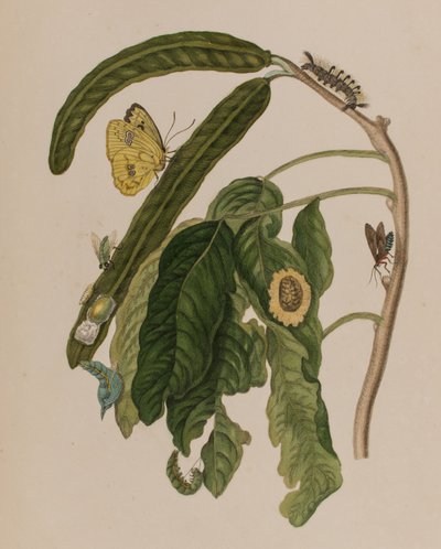 Illustrazione da 