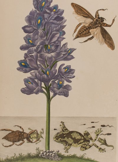 Illustrazione da 