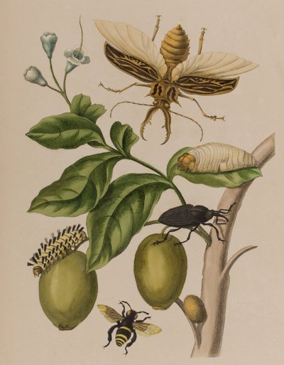 Illustrazione da 
