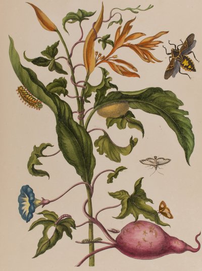 Illustrazione da 