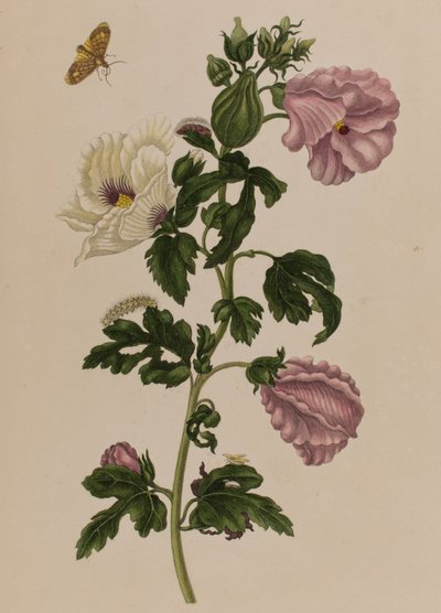 Illustrazione da 