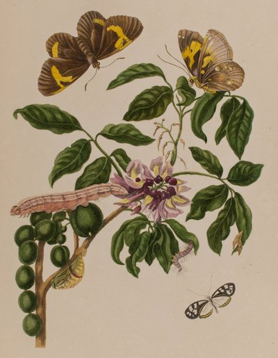 Illustrazione da 