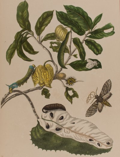 Illustrazione da 