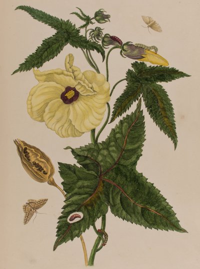 Illustrazione da 