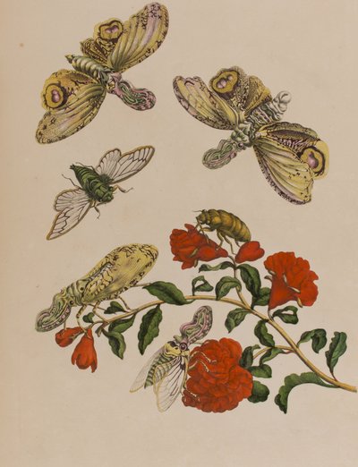 Illustrazione da 