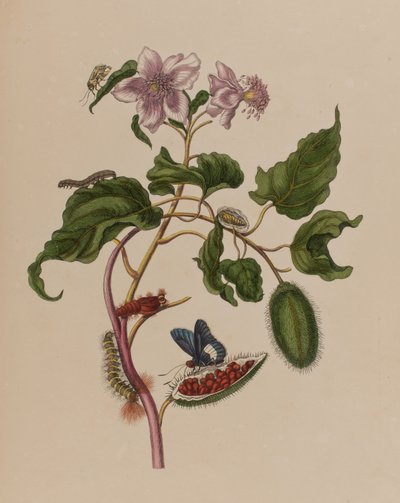 Illustrazione da 
