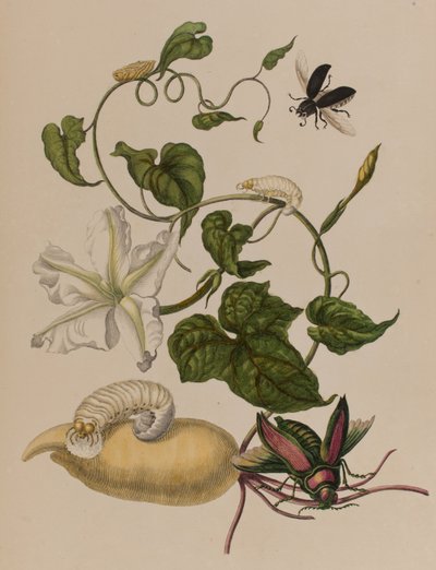 Illustrazione da 