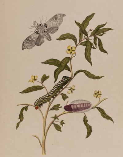 Illustrazione da 