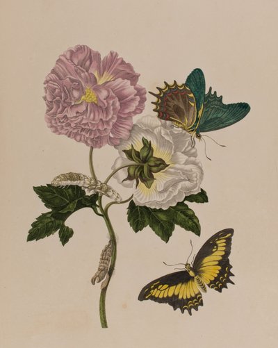 Illustrazione da 