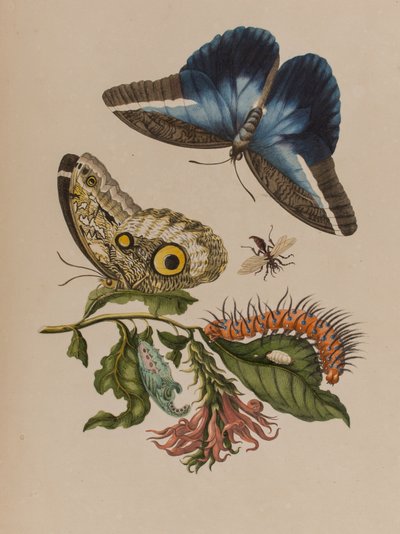 Illustrazione da 