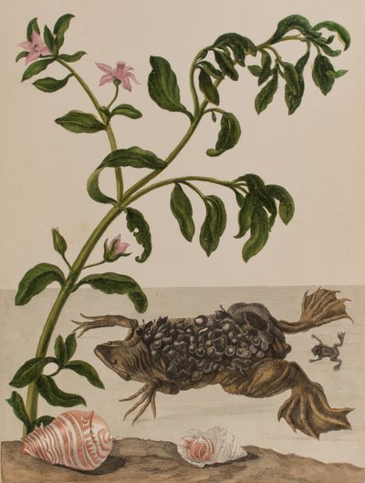 Illustrazione da 
