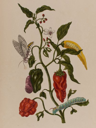 Illustrazione da 