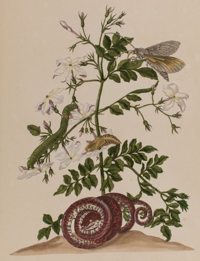 Illustrazione da 