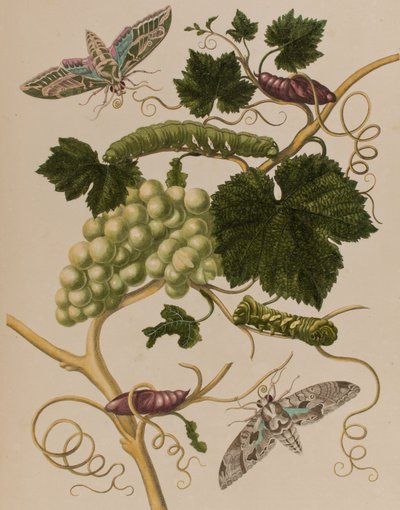 Illustrazione da 